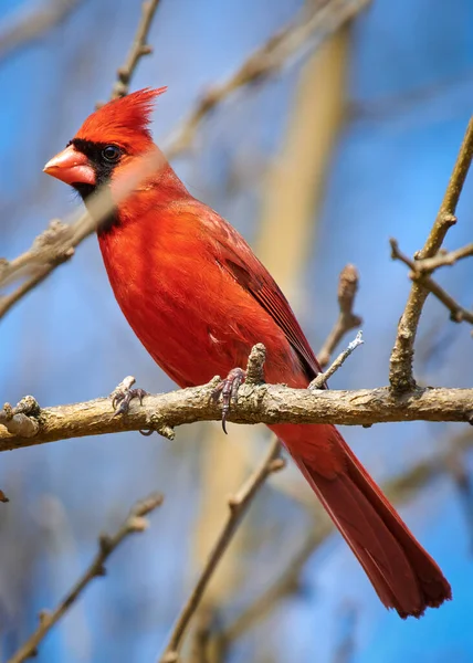 Red Breasted Bird Perched Branch — Stock Photo, Image