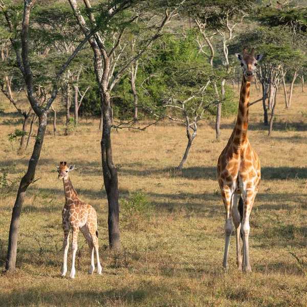 Een Groep Giraffen Savanne Van Kenya — Stockfoto