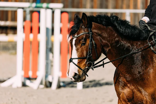 Caballo Doma Paddock — Foto de Stock