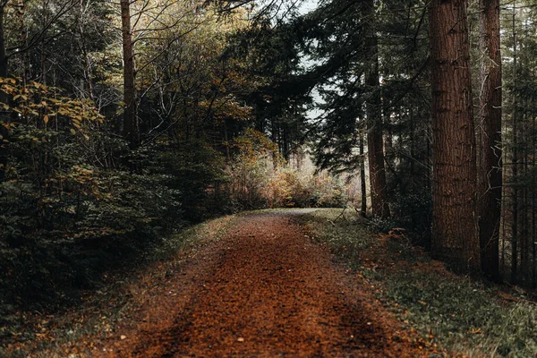 Floresta Outono Com Árvores Folhas — Fotografia de Stock