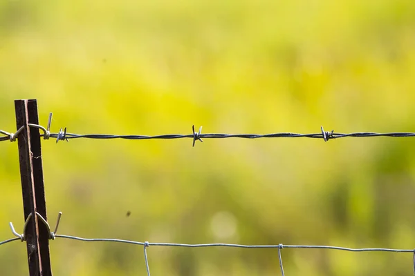 Φράχτη Αγκαθωτό Σύρμα Πράσινο Γρασίδι — Φωτογραφία Αρχείου
