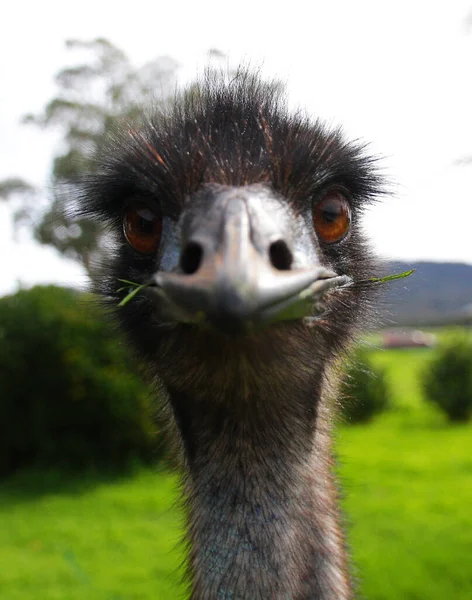 Ostrich Head Portrait Profile View — Stock Photo, Image