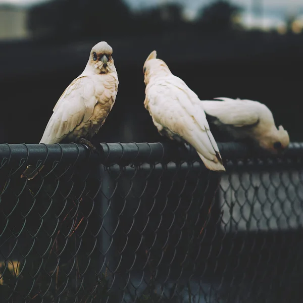 Zblízka Ptáka — Stock fotografie