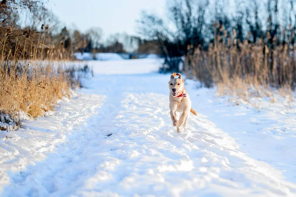 Hund Som Springer Snön — Stockfoto