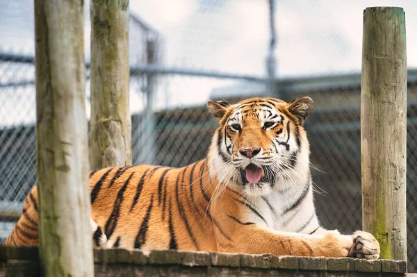 Tigre Zoológico — Fotografia de Stock