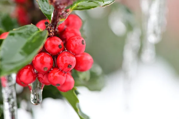 Red Berries Branch Tree — Stock Photo, Image