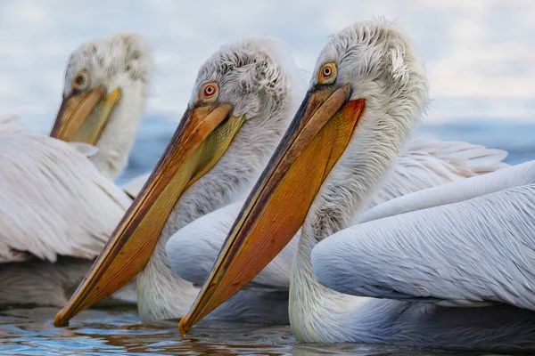 Пеликан Pelecanus Onocrotalus Птица Дикая Природа Фауна Флора Природа Море — стоковое фото