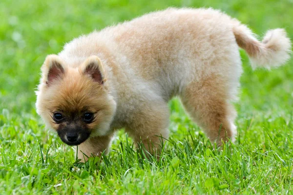 绿草上可爱的波美拉尼亚犬 — 图库照片