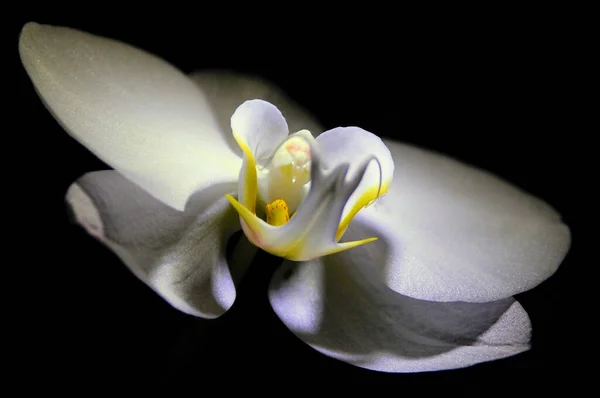Witte Orchidee Bloem Zwarte Achtergrond — Stockfoto