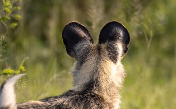 Egy Közeli Kép Egy Aranyos Kengururururururururururururururól — Stock Fotó