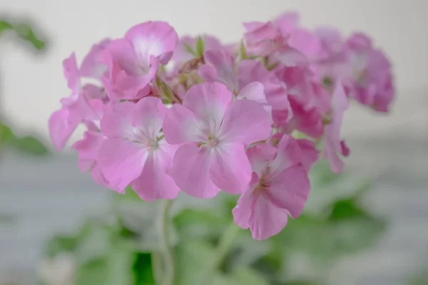 Bela Flor Orquídea Rosa Jardim — Fotografia de Stock