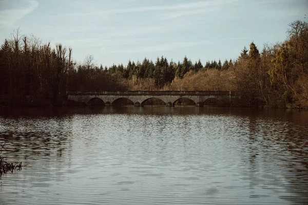 Prachtig Uitzicht Het Meer Het Bos — Stockfoto