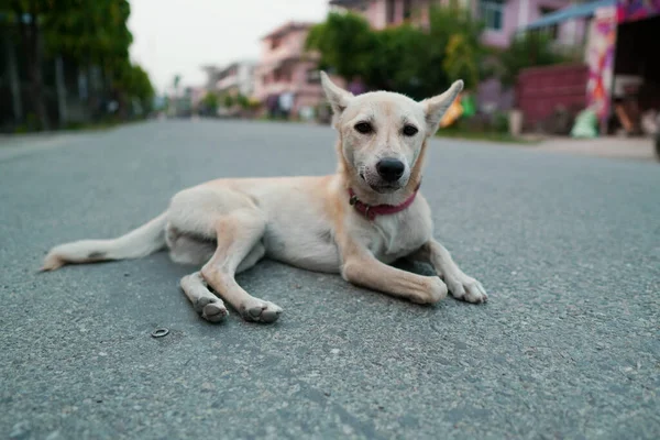 Σκύλος Στο Δρόμο — Φωτογραφία Αρχείου