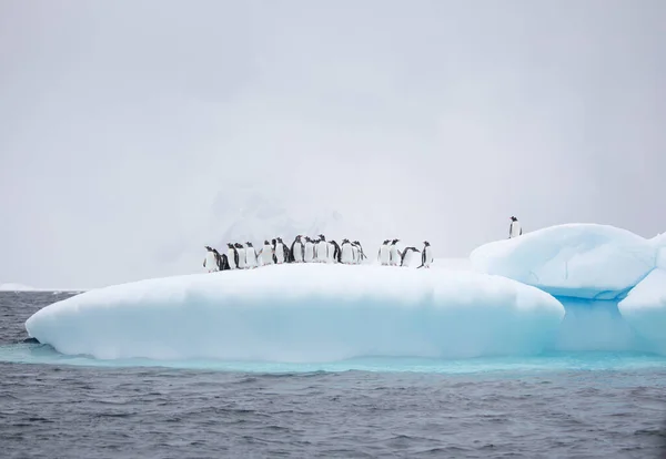 Schöner Weißer Eisbär Arktischen Meer Island — Stockfoto