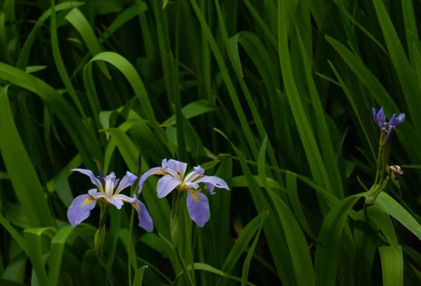 Spring Crocus Flowers Beautiful Nature Scene — Stock Photo, Image