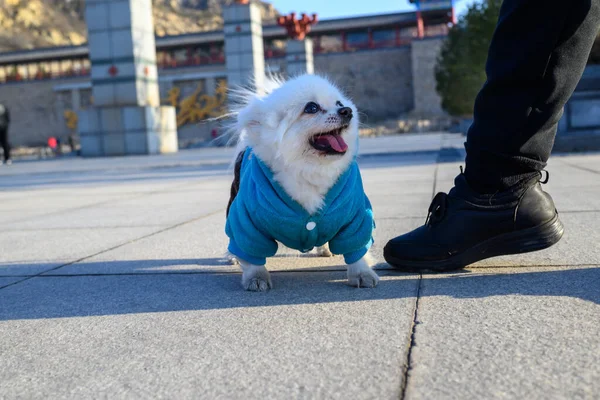 Cane Con Colletto Bianco Strada — Foto Stock