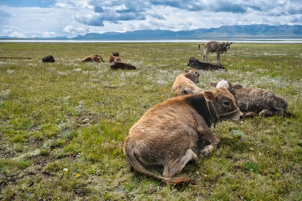 Uma Manada Animais Selvagens Nas Montanhas — Fotografia de Stock