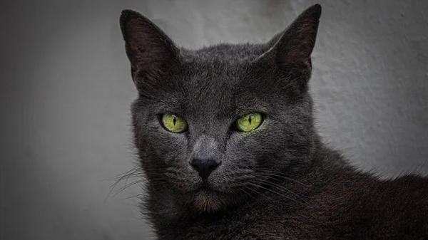 Retrato Lindo Gato — Foto de Stock