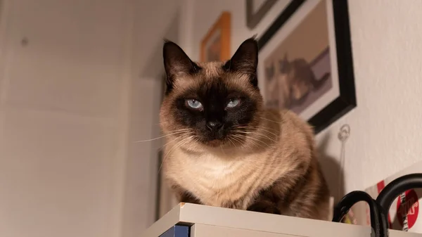 Gato Preto Com Uma Caixa — Fotografia de Stock