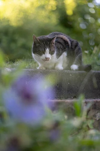 Chat Dans Jardin — Photo