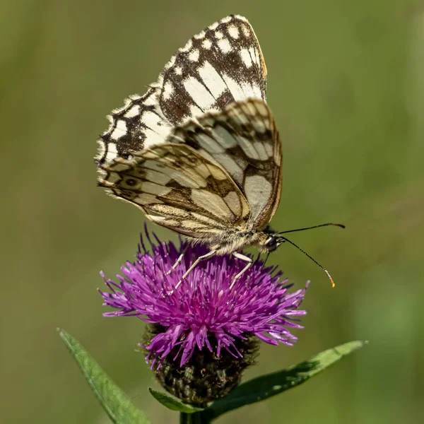 Vue Rapprochée Beau Papillon — Photo