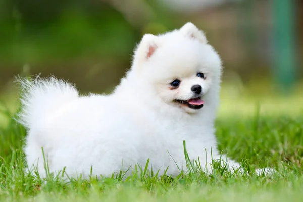 Ładny Pies Ogrodzie — Zdjęcie stockowe