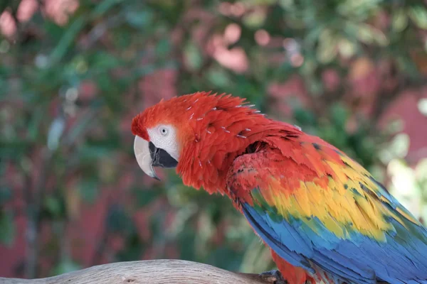 Hermoso Loro Guacamayo Una Rama — Foto de Stock