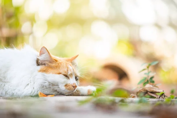 Katt Liggande Gräset — Stockfoto