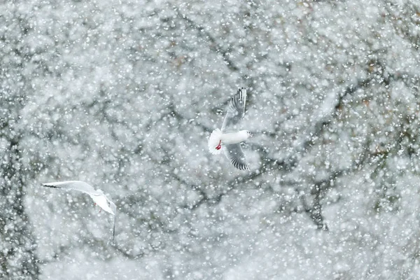 Білий Птах Снігу — стокове фото