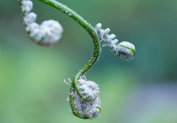 Groene Bladeren Flora Gebladerte — Stockfoto