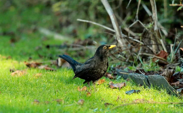 Vista Primer Plano Pájaro Pequeño — Foto de Stock