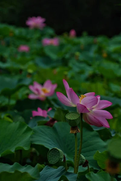 Beautiful Pink Flower Garden — Stock Photo, Image