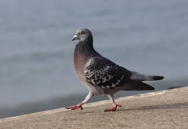 Mewa Plaży — Zdjęcie stockowe