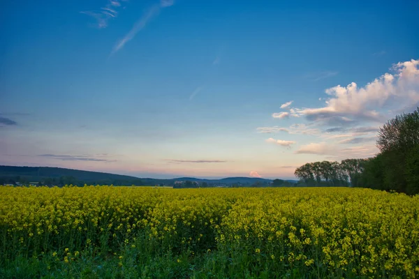 Красивий Пейзаж Полем Жовтих Квітів — стокове фото