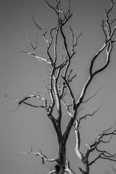 Κλαδιά Δέντρων Χλωρίδα Και Φύση — Φωτογραφία Αρχείου