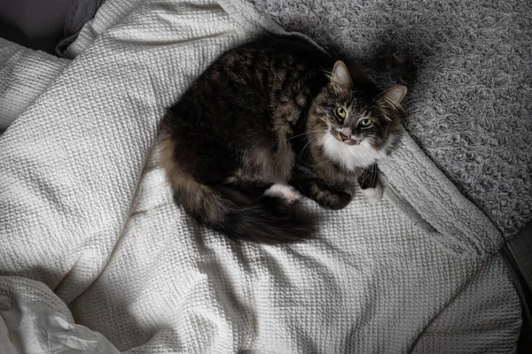 Μαύρη Γάτα Ξαπλωμένη Στο Κρεβάτι — Φωτογραφία Αρχείου