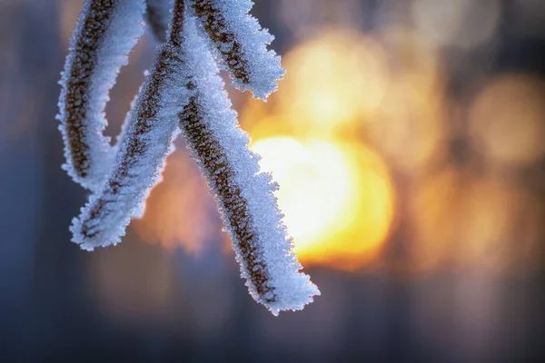 Krásná Zimní Krajina Zasněženými Stromy — Stock fotografie