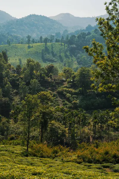 Plantação Chá Verde Nas Montanhas — Fotografia de Stock