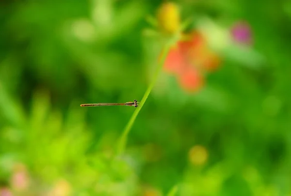 Beau Papillon Sur Fond Vert — Photo