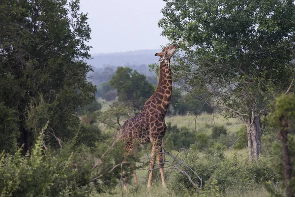 Giraffe Der Savanne Von Kenia — Stockfoto