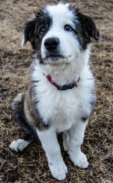 Portrait Cute Dog — Stock Photo, Image