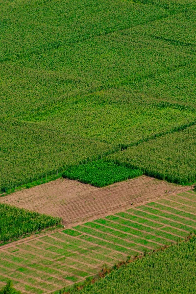 Groene Thee Plantage Het Platteland — Stockfoto