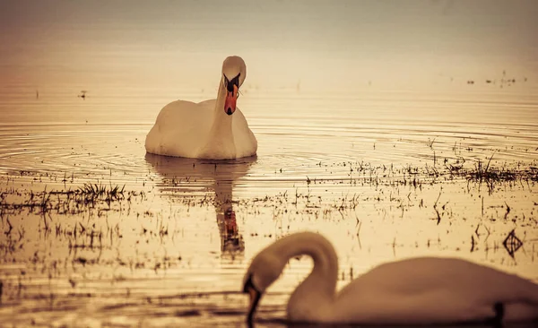 Hermoso Cisne Lago —  Fotos de Stock