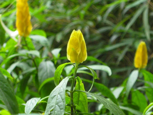 Hojas Verdes Una Planta Jardín — Foto de Stock