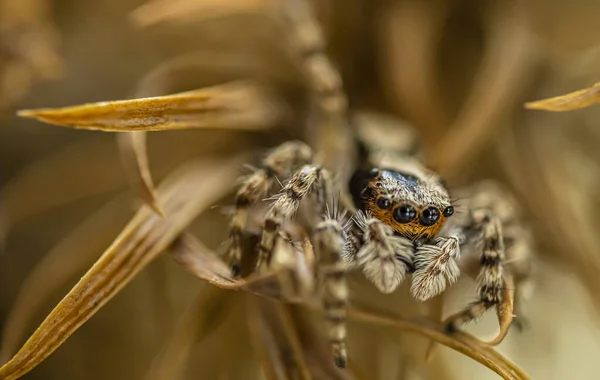 Close Van Een Libelle Een Groene Achtergrond — Stockfoto