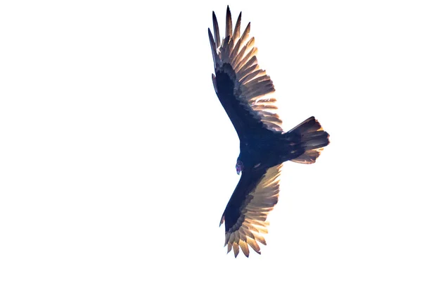 Fliegender Vogel Isoliert Auf Weißem Hintergrund — Stockfoto