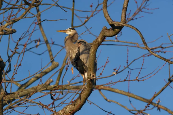 国家公园里树上的一只鸟 — 图库照片