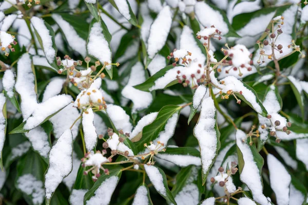 森の中の木の白い雪に覆われた枝 — ストック写真