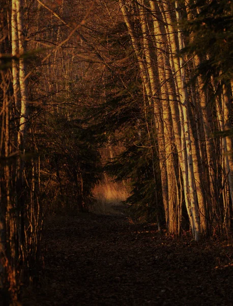 Sentier Forestier Dans Les Bois — Photo