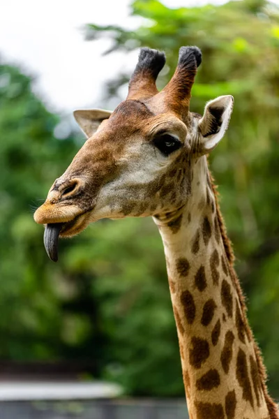 Жираф Зоопарке — стоковое фото